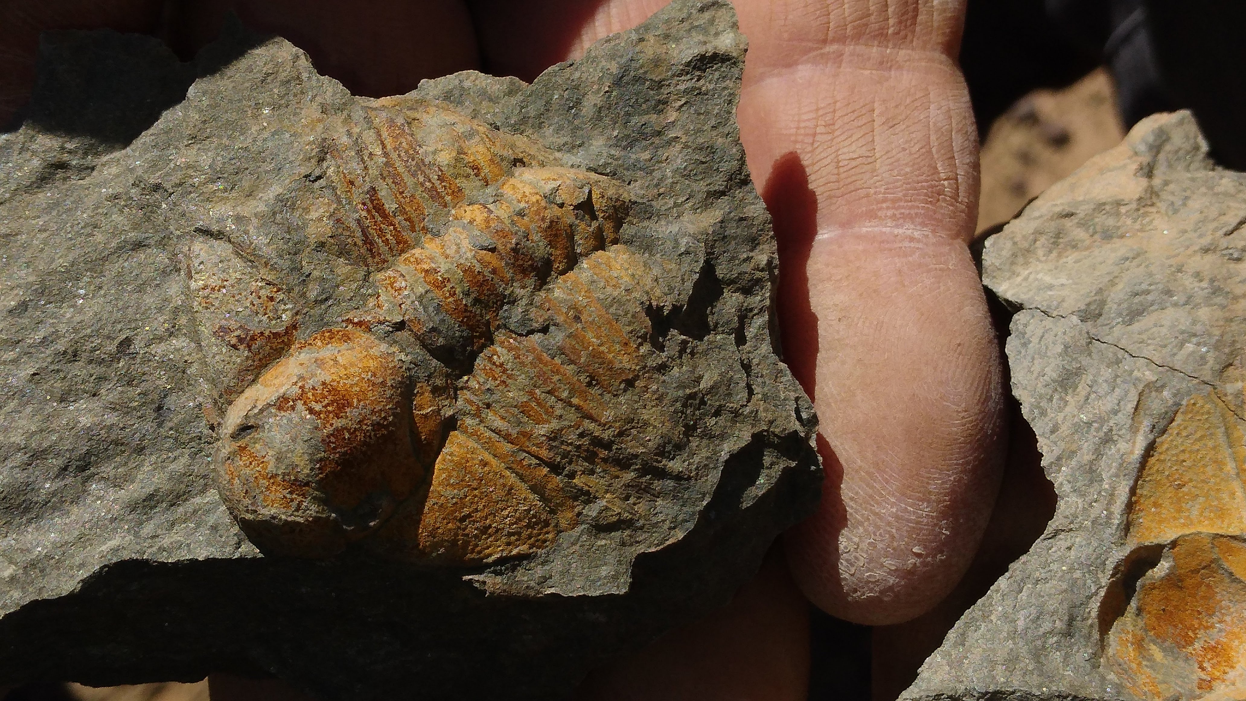 Trilobites